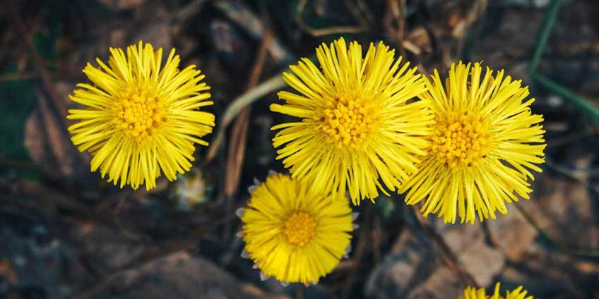 Coltsfoot for hair care