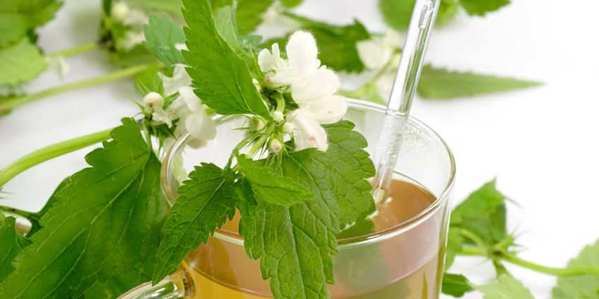 Benefits of Stinging Nettle for hair growth